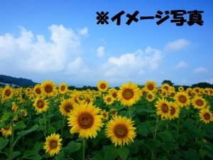 himawari63