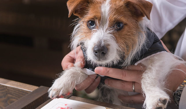 ihk_pet_ph002.jpg